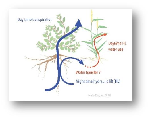 info graphic image with shading giving it 3D effect. Image of a tree with arrows representing water flow in different directions. Daytime transpiration, Daytime HL water use Eater Transfer? Night time hydraulic lift (HL)  Nate Bogie, 2016