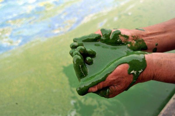 A white person's hands stained and dripping green. The water beneath the hands is equally green with streaks of blue water poking through