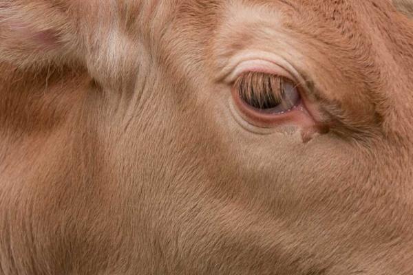 A close-up on the head of a light-brown cow, only its eye and ear are visible