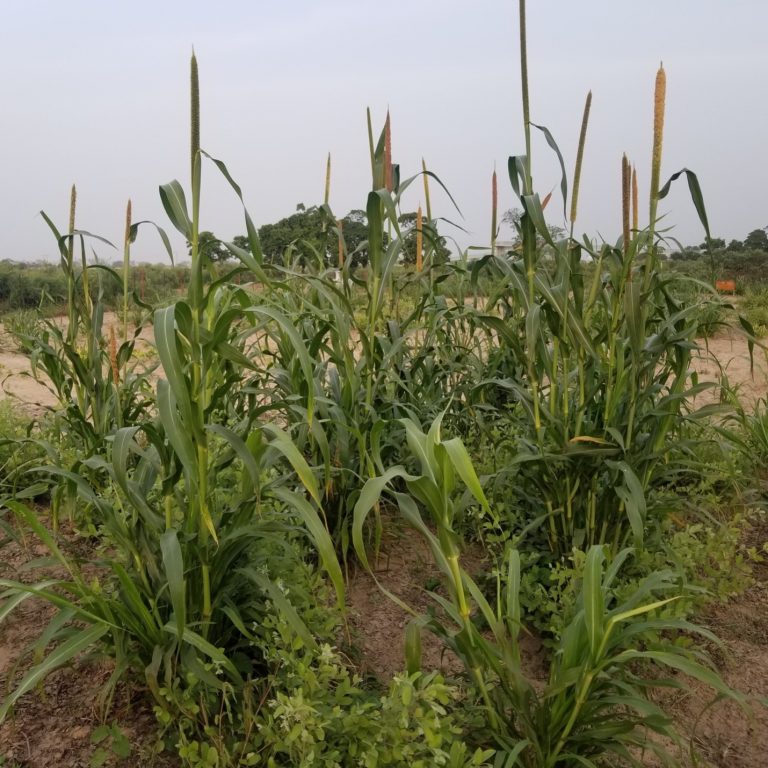 Dry land with light color soil and tall crops with trees in a distance under blue skies