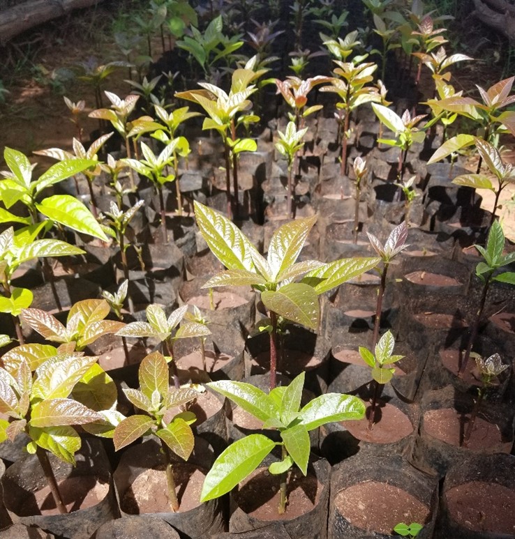 seeedlings outdoor in small pots