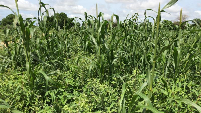 Ground level image a wild field of mixed millet and Guiera plants of different heights with some blue skies and puff clouds.