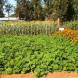 Fresh sweetpotato vine with sorghum field