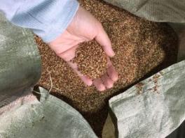 A hand holding a handfull of grain over a bag of grain