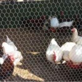 A handful of white chickens behind chicken wire