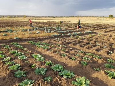 Flat field of leafy green plants in the dirt with 3 people tending them 