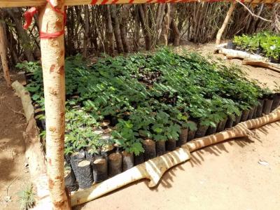 Dozens of small plants in cloth containers shaded under a tent made of tightly set sticks