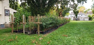 A garden with three rows of plants with nearby houses and tall trees. The plants are growing from black pots and have labels on their stems