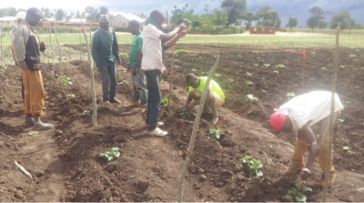 A group of farmers setting up a trellis for new plants