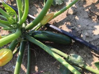 A zucchini growing on the ground still attatched to its plant