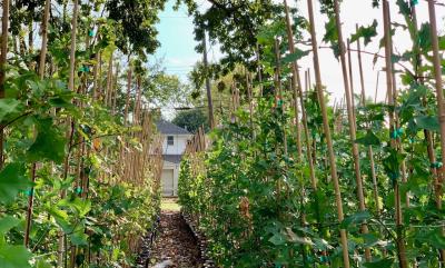 Rows of plants flank both sides of the image in a tight close up shot like the viewer is sitting on the ground between the plants