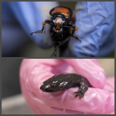 An orange and black beetle as thick as a finger held in a latex gloved hand. A brown, wet salamnder held by a latex gloved hand