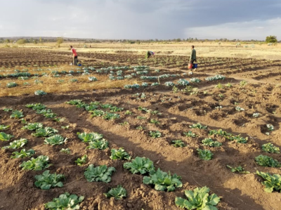 Flat field of leafy green plants in the dirt with 3 people tending them