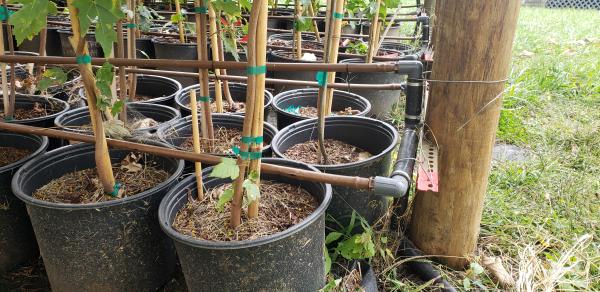 pots of tree type plants next to s wooden pole with stakes coming out of pots and some copper piping sitting on the pots all in a grass fiend.