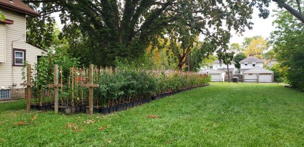 a number of larger plants in pots set out in 3 rows 30-40 deep in front of 3 wooden cross stakes in the ground on the side lawn of a tan siding house in a neigborhood with a large tree behind the pots and trees and houses nearby