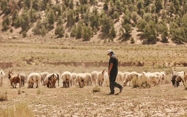 Man herding sheep and goats in a dirt field with sparse vegetation moving parallel to a dirt hill with trees ahead.