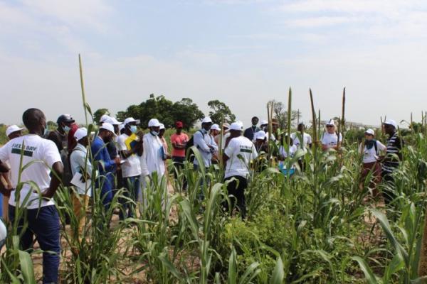 A group of people standing in a Dry land with light color soil and tall crops with trees in a distance under blue skies