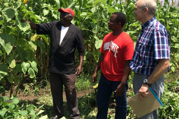 Three men standing in a field of tall plants. One of the men is reaching up to touch a leaf as the other two watch.