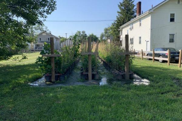 A garden with three, tall rows of plants. There are houses and a parked car nearby