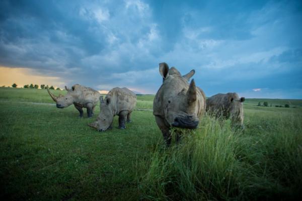 A small herd of rhinos grazing in a fild with a stormy blue sky above them