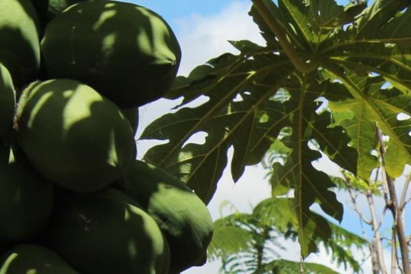 Close up of a papaya plant with large green fruits and broad leaves