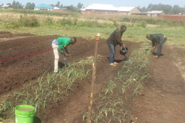 Three people tending to a fresh field. Most of the field is dirt. There are two rows of small green plants