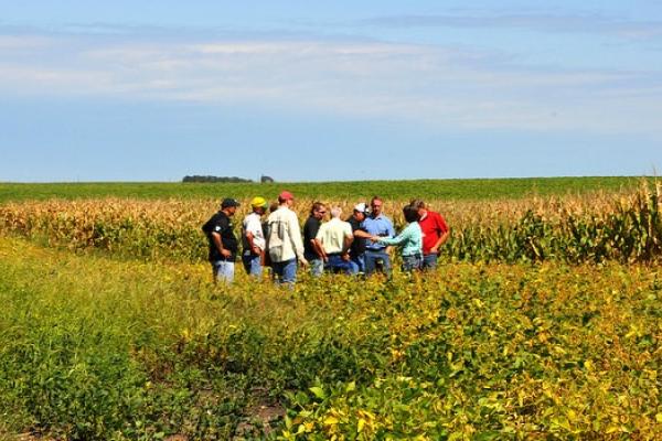 A group of people standing in a field of yellow and green that reaches above their knees. The land is flat and sky is nearly cloudless