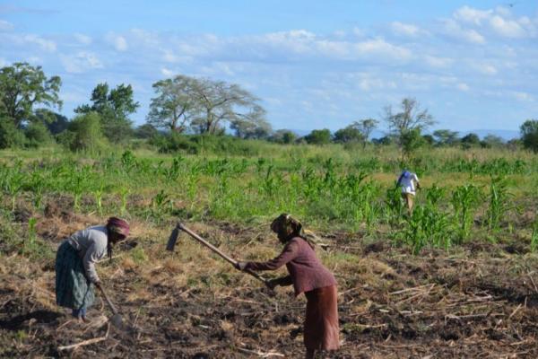 People using hoes whiler working in a field