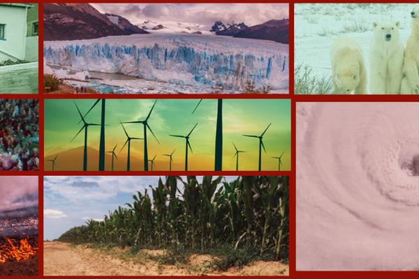 Collage of multiple images: three columns with three images in the left and right cell and 2 in the middle. Left top to bottom bleached coral, trees burning, and glacier ice wall melting in water. Middle top and bottom cars submerged in water on a street and wind turbines in a grassy field. Right top to bottom: two polar bears, a dry cornfield, and a hurricane from space. All images are framed with a red border.