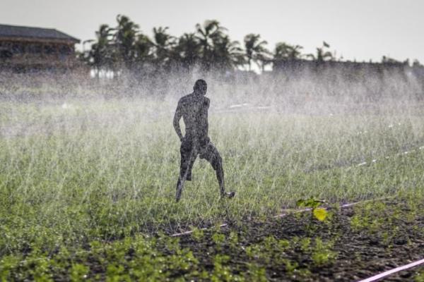Man walking in a crop field that is being irrigated by ground pipe sprinklers, with house and trees in a distance under gray skies.