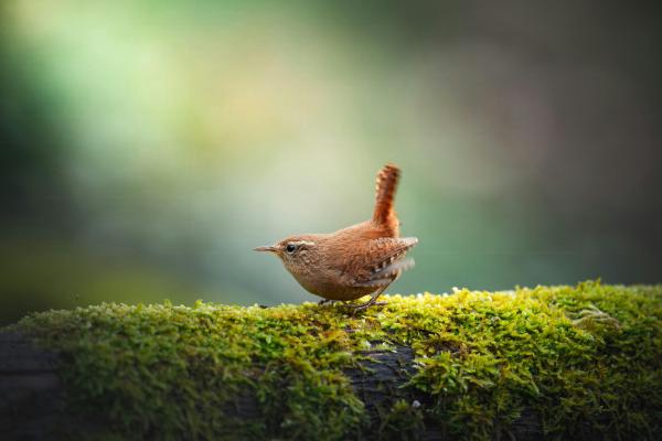 Wren Taking Flight From a Mossy Log