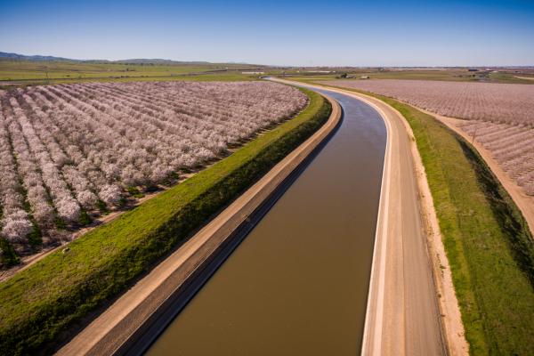 A waterway flanked by a row of grass and flowering tree farms under blue skies.