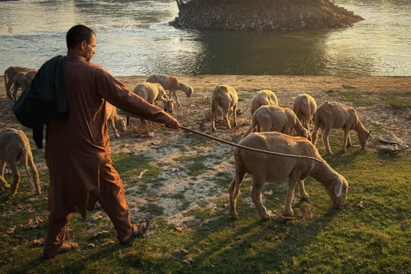 A man herding sheep toward a body of water.
