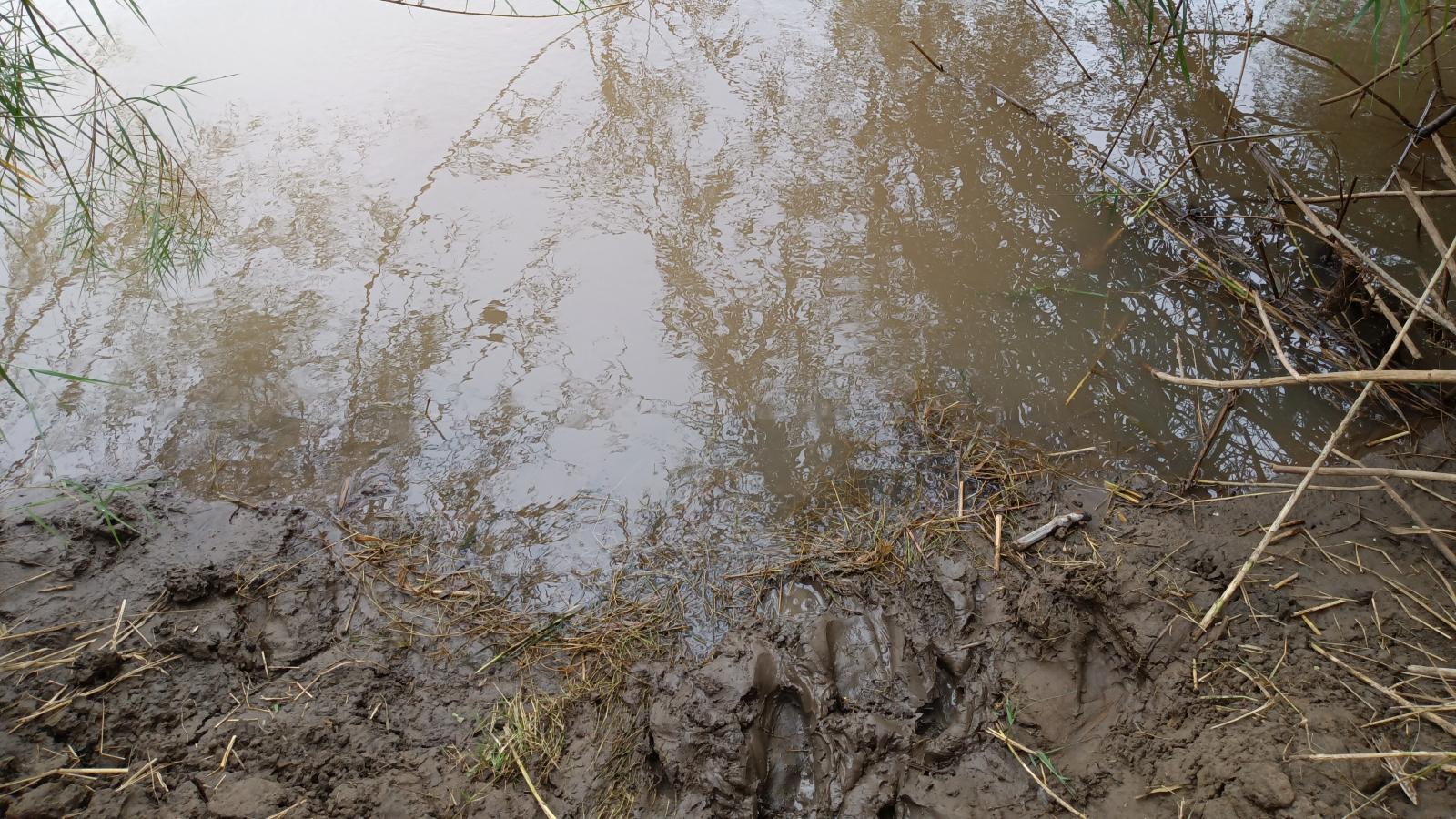 image looking down at a water access point with brown mud leading into muddy water with tree branches and leaves hanging over the water and pieces of straw and dreed up branches in the mud.