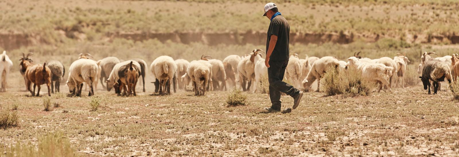 Man herding sheep and goats in a dirt field with sparse vegetation moving parallel to a dirt hill with trees ahead.